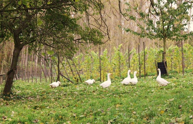 MG Herfstwandeling (45).jpg
